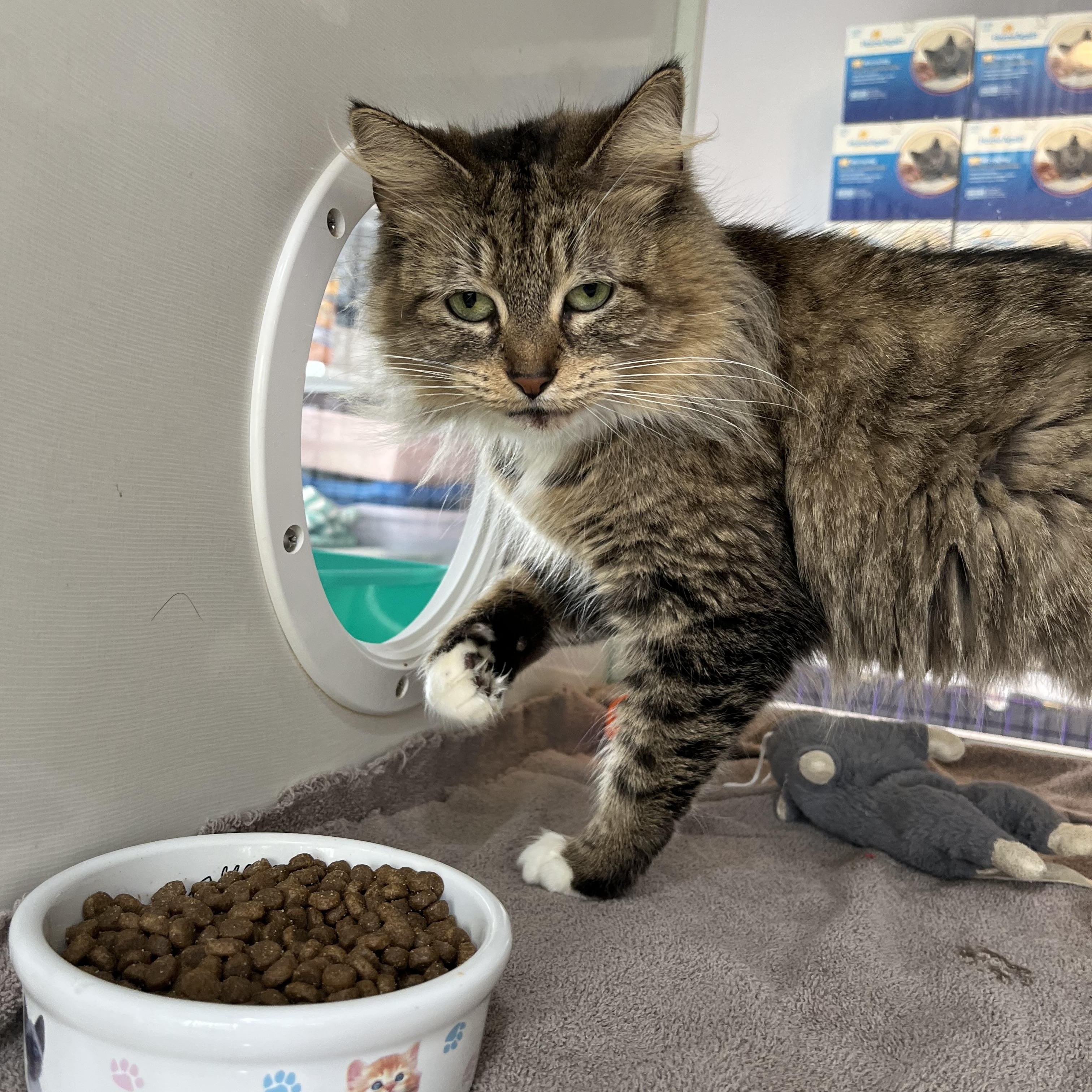 Enlarge Panini, an adopted Domestic Medium Hair in Salisbury, MA image 4/6
