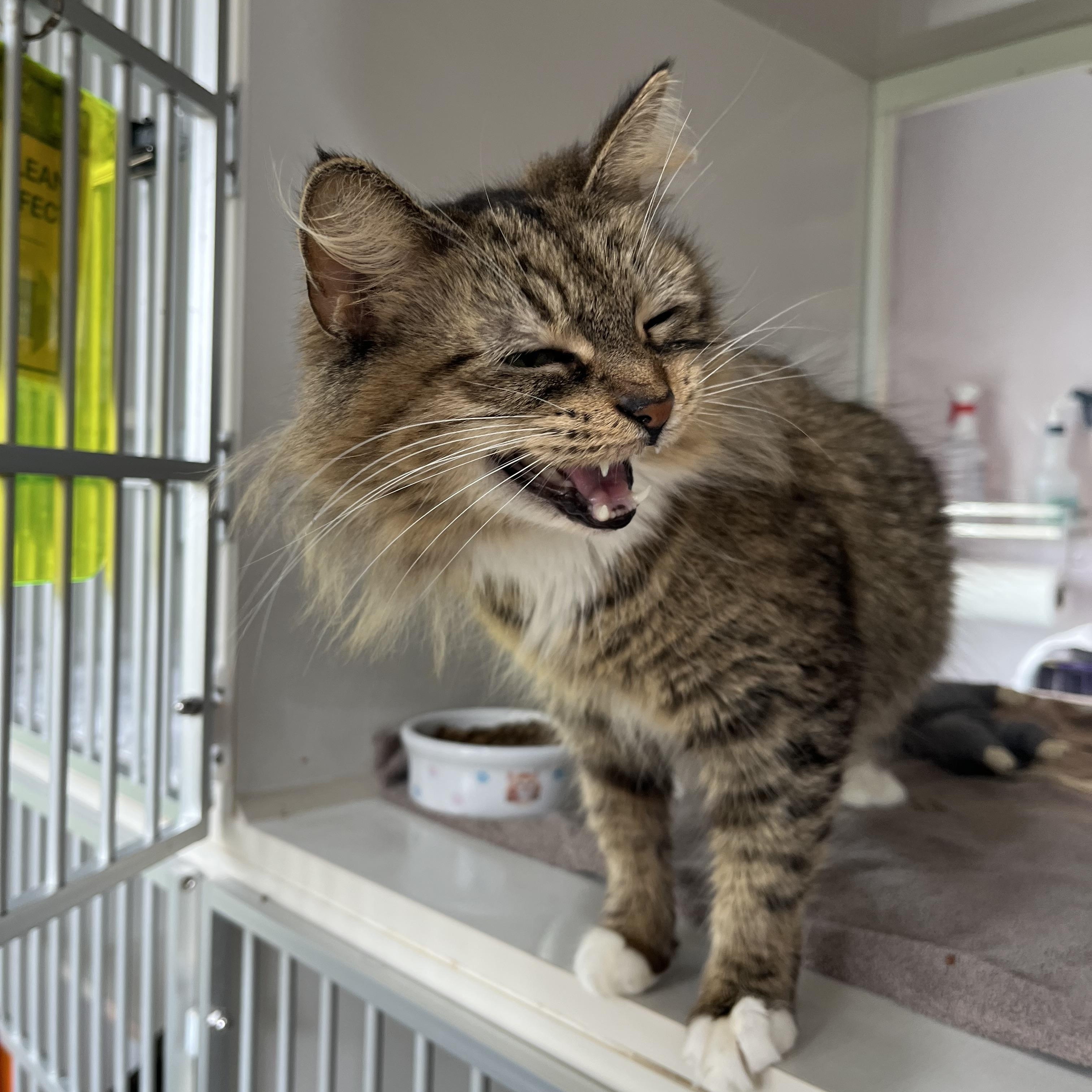 Enlarge Panini, an adopted Domestic Medium Hair in Salisbury, MA image 5/6