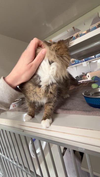 Enlarge Panini, an adopted Domestic Medium Hair in Salisbury, MA video 3/6