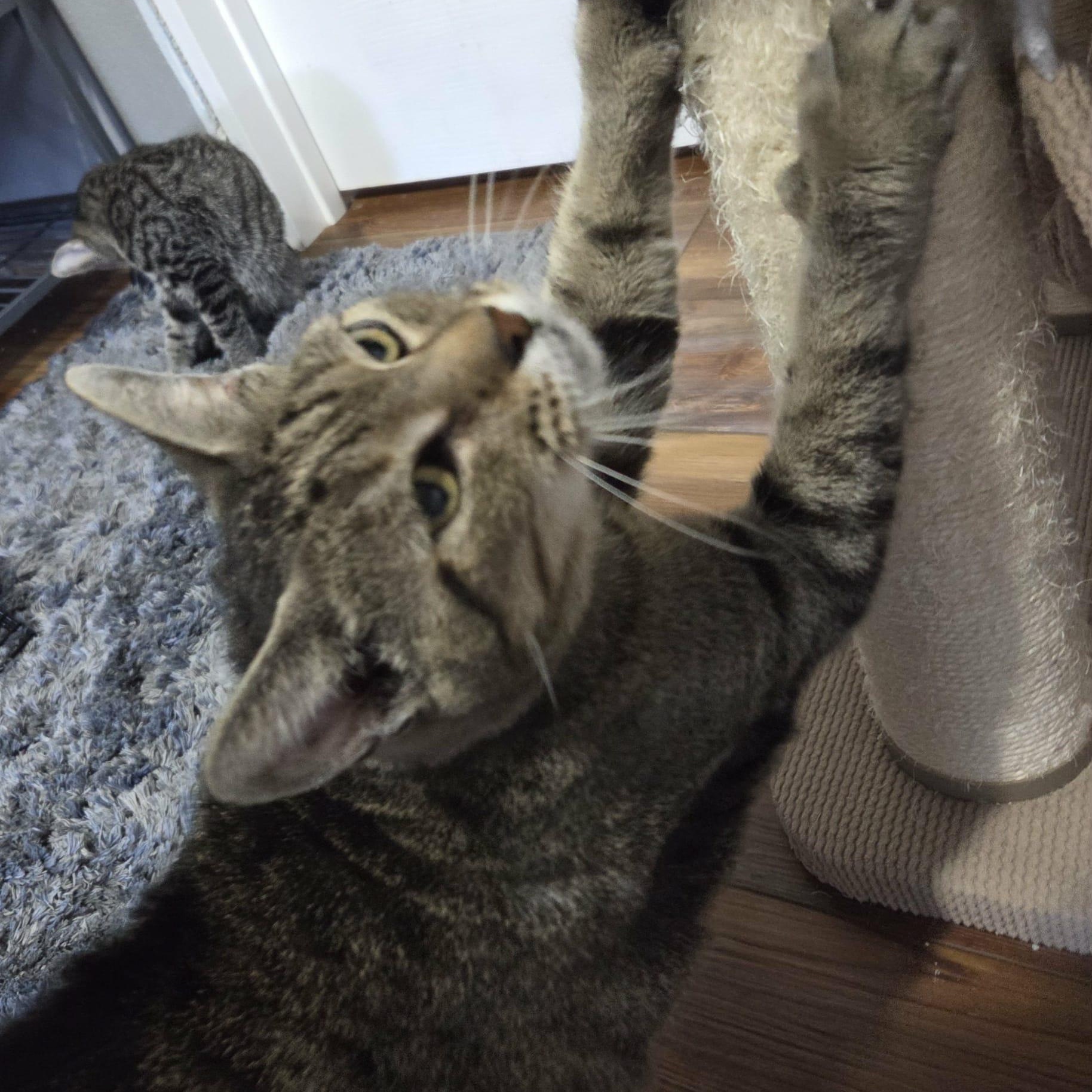 Enlarge BRENDON, a Adoptable Domestic Short Hair in Loveland, CO image 4/6