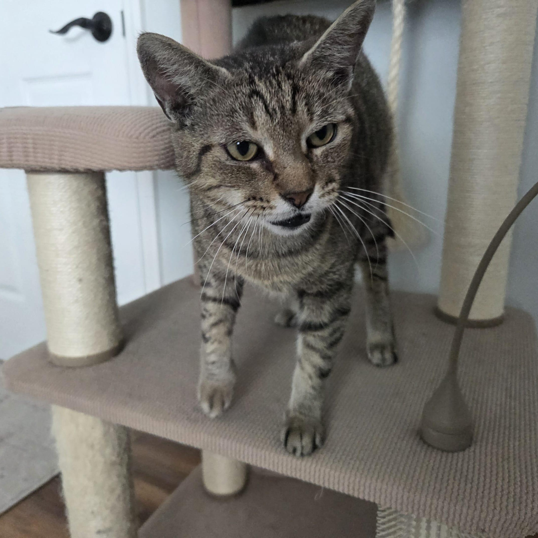 Enlarge BRENDON, a Adoptable Domestic Short Hair in Loveland, CO image 5/6