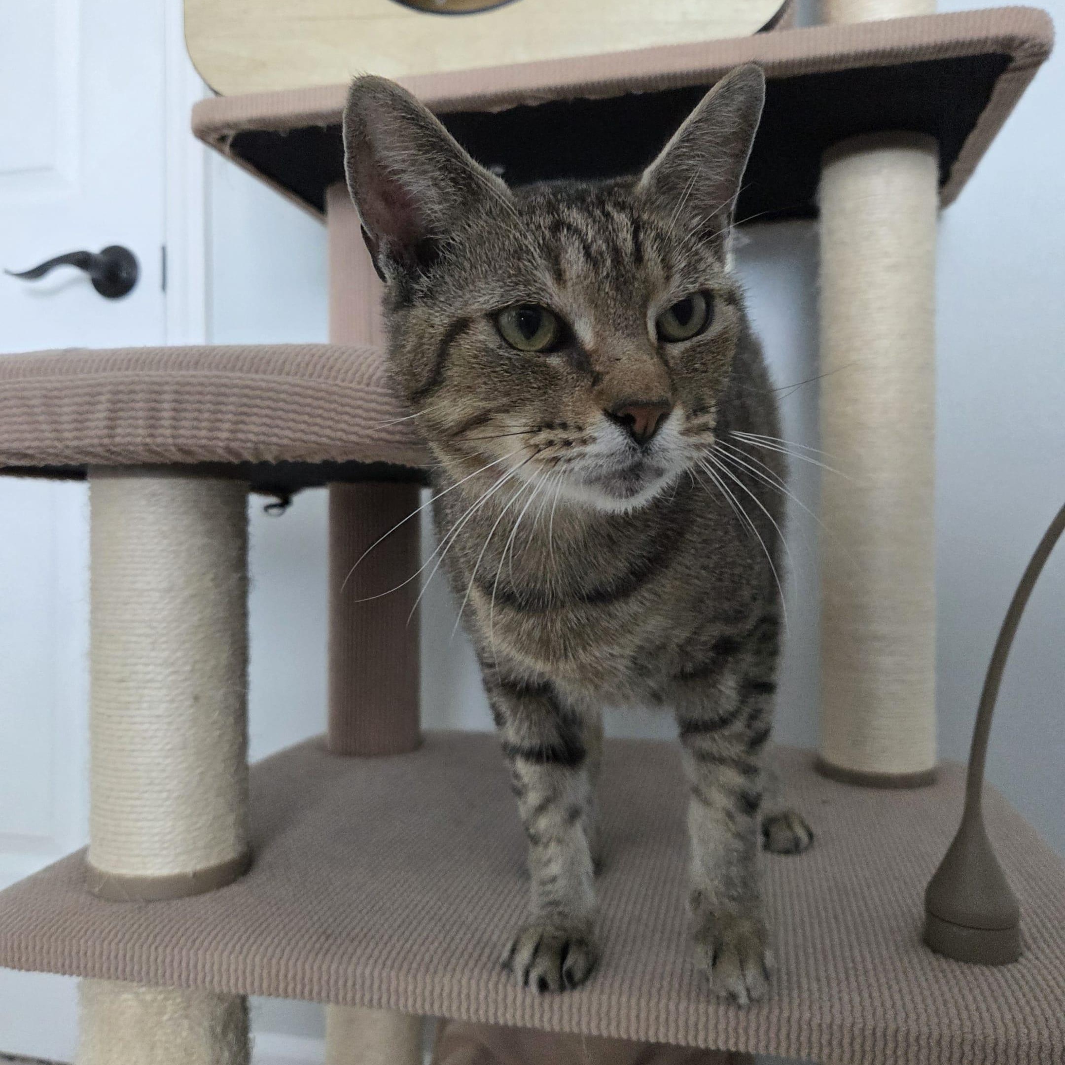 Enlarge BRENDON, a Adoptable Domestic Short Hair in Loveland, CO image 6/6