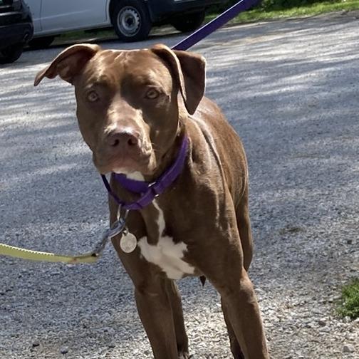 Maple, Adoptable, Young Female Labrador Retriever.