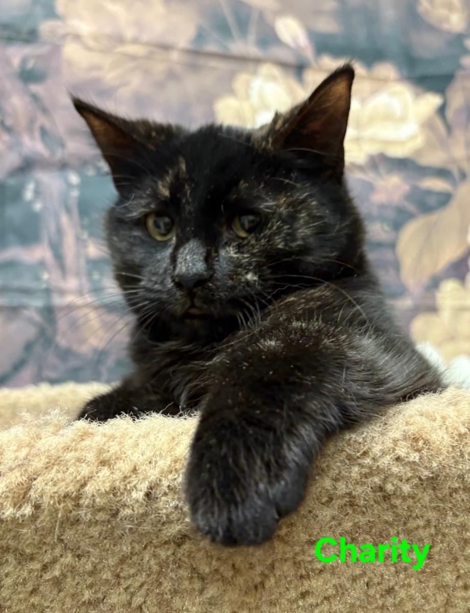 Charity, ADOPTABLE, Young Female Domestic Short Hair.