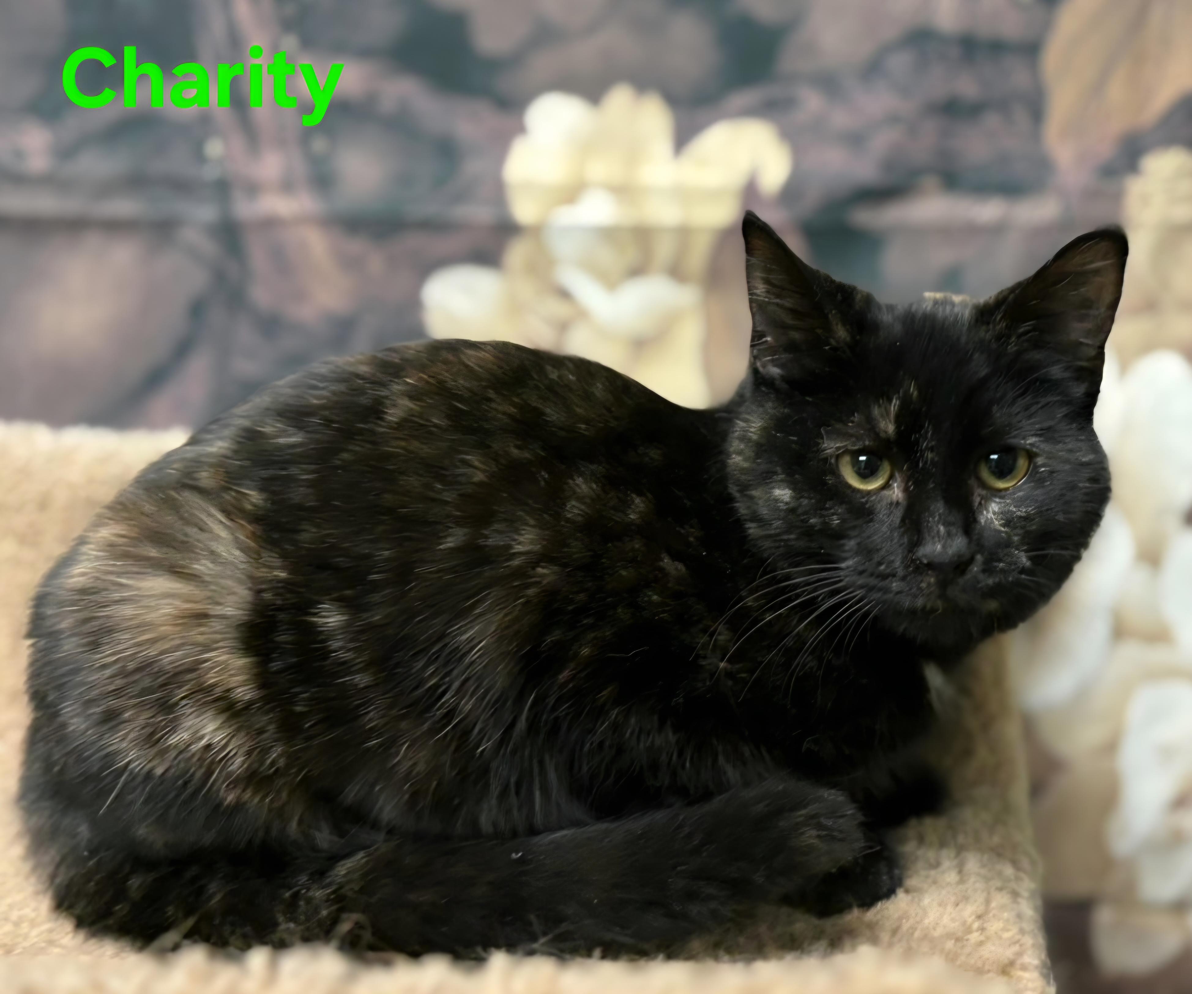 Enlarge Charity, a ADOPTABLE Domestic Short Hair in Aurora, NE image 2/2