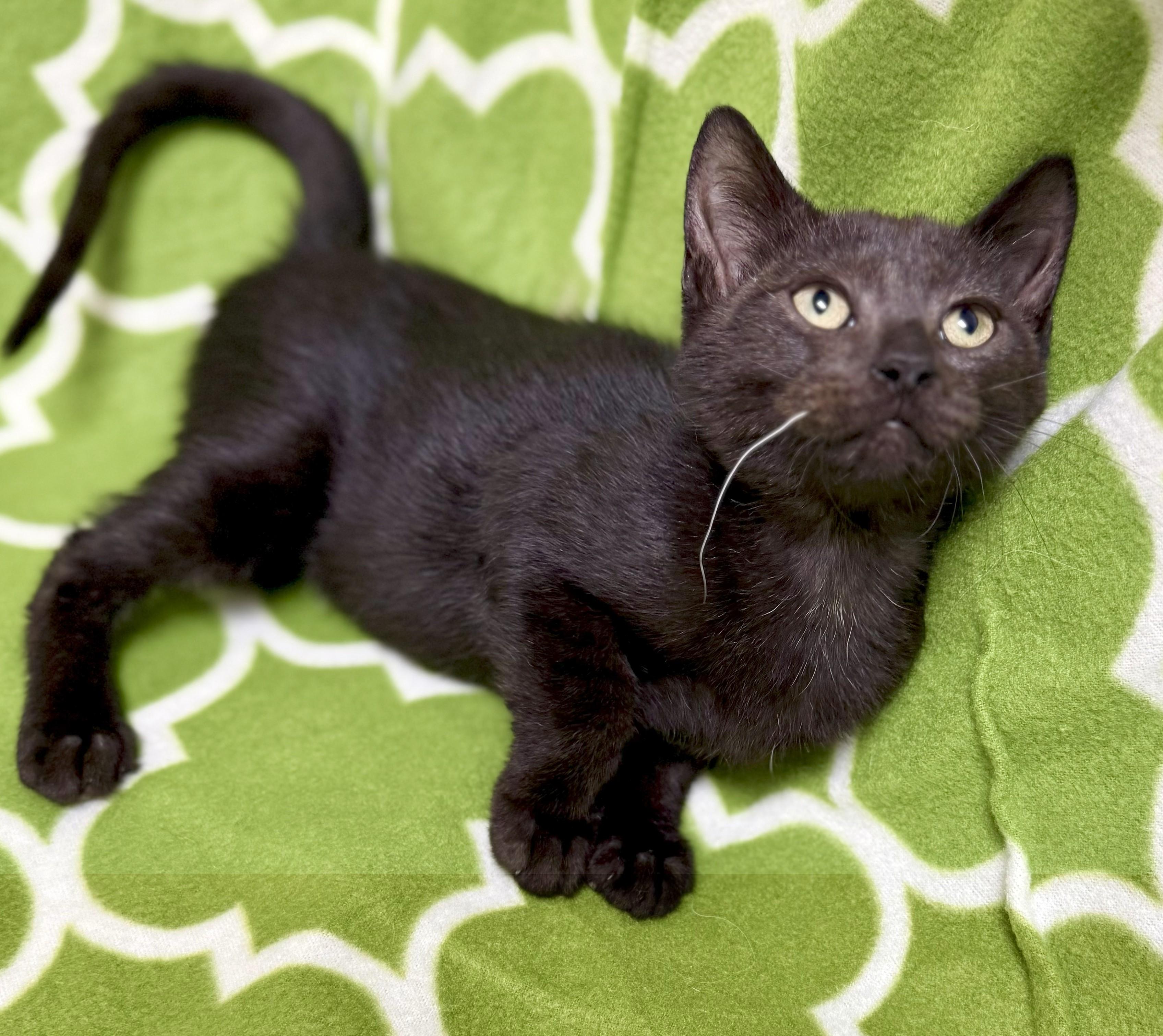Enlarge Donika, an adoption pending Domestic Short Hair in Miller Beach, IN image 1/1