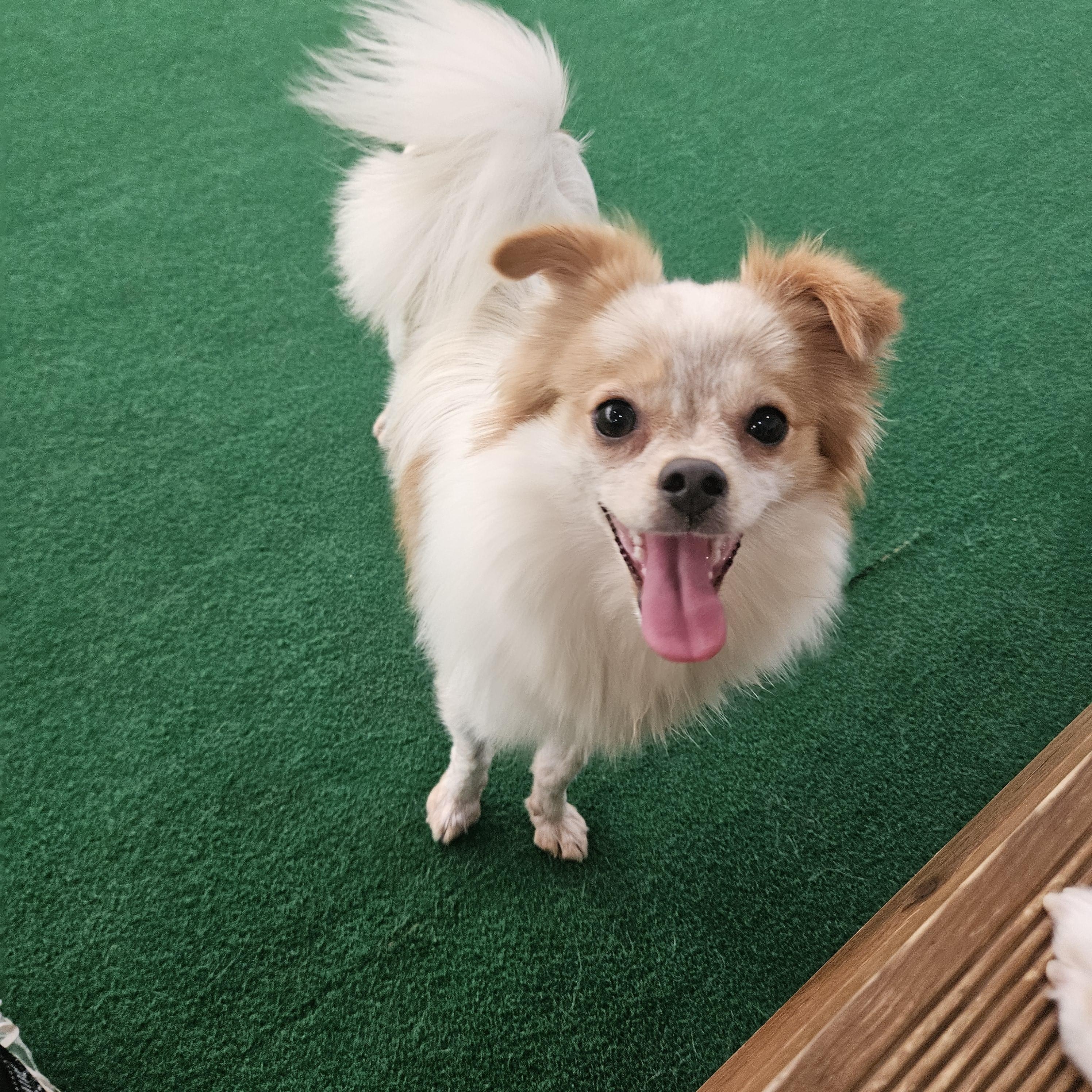 Luke, Adopted, Puppy Male Chihuahua & Pomeranian.