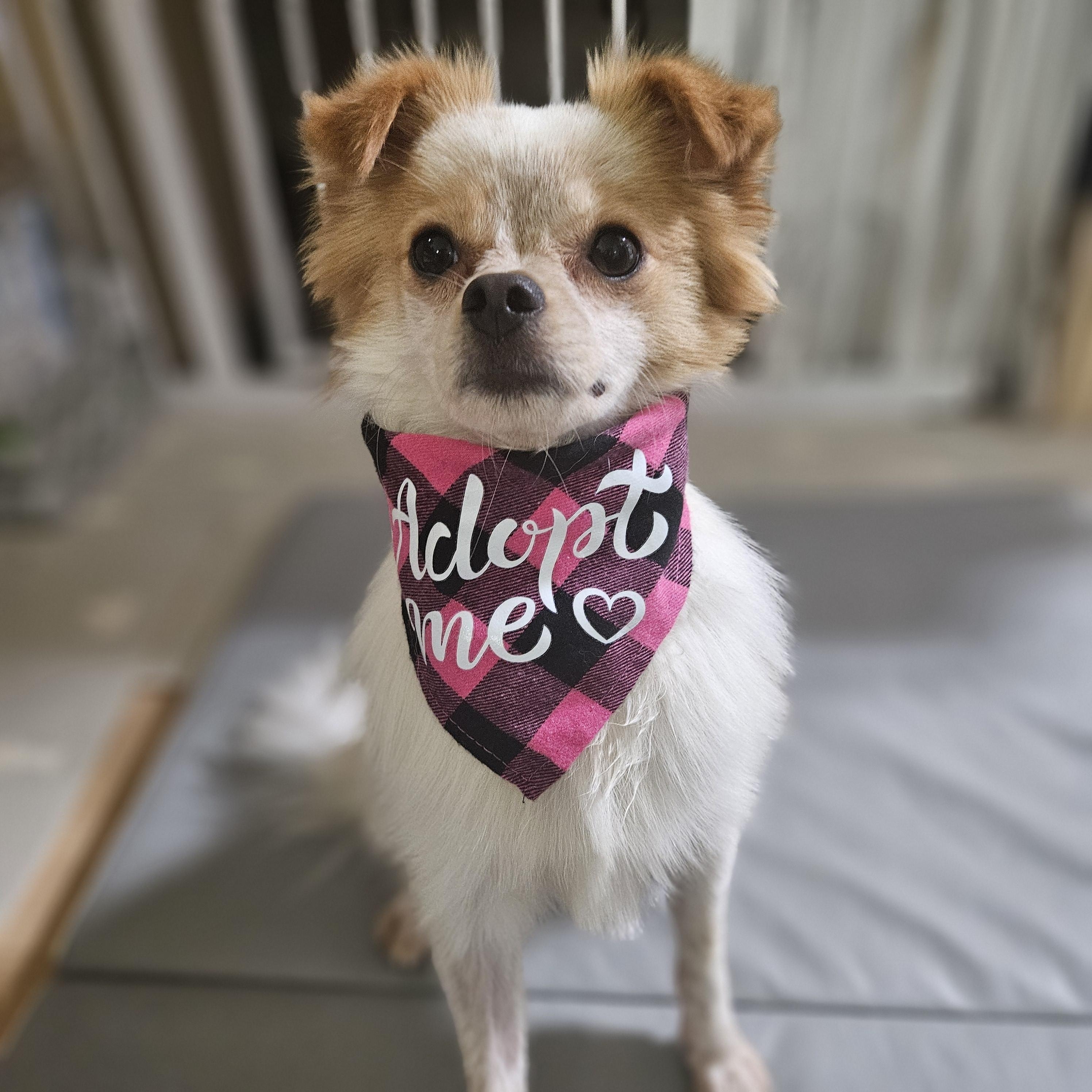 Enlarge Luke, a Adopted mixed breed in Waterloo, ON image 2/6