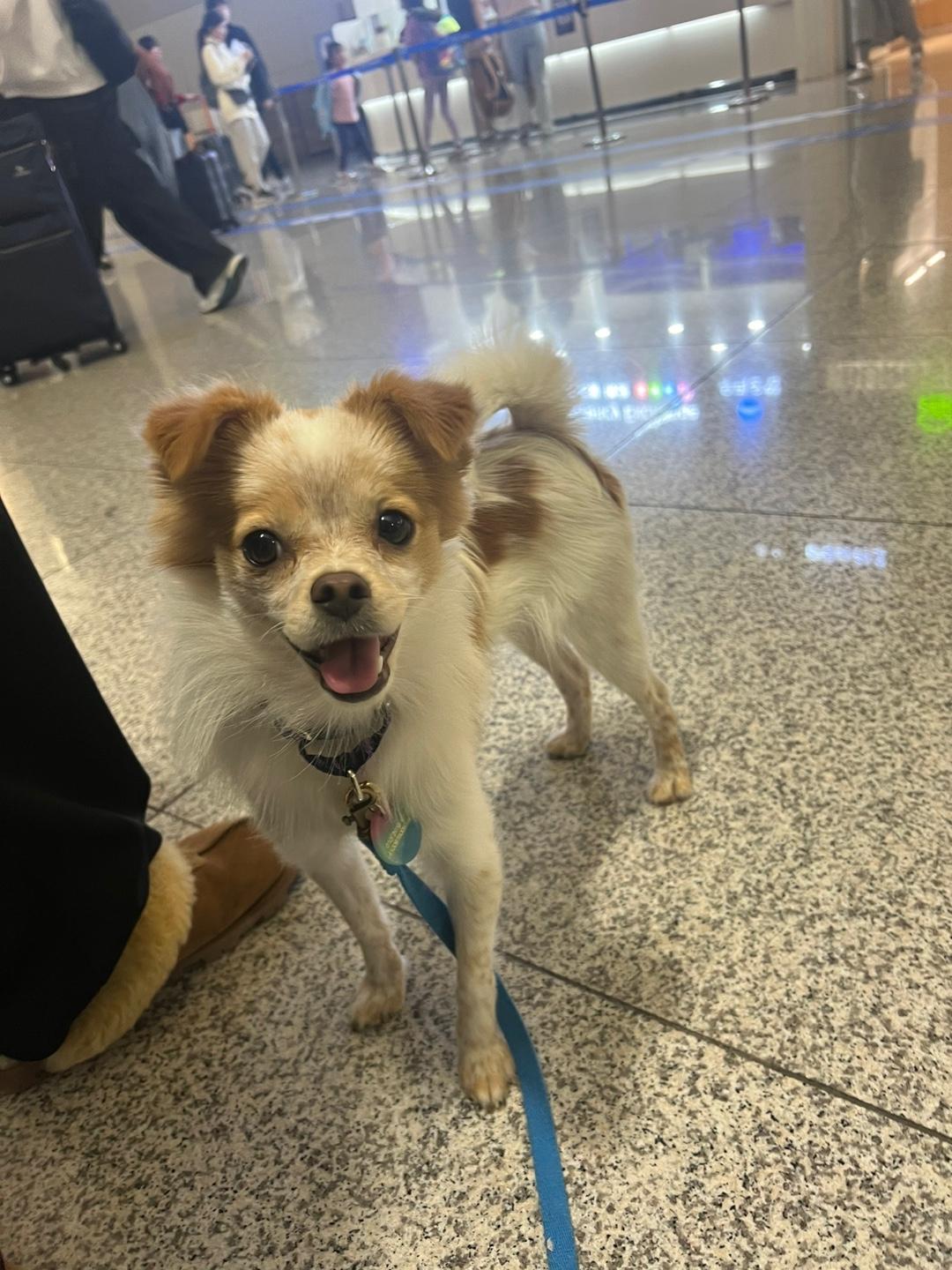 Enlarge Luke, a Adopted mixed breed in Waterloo, ON image 3/6