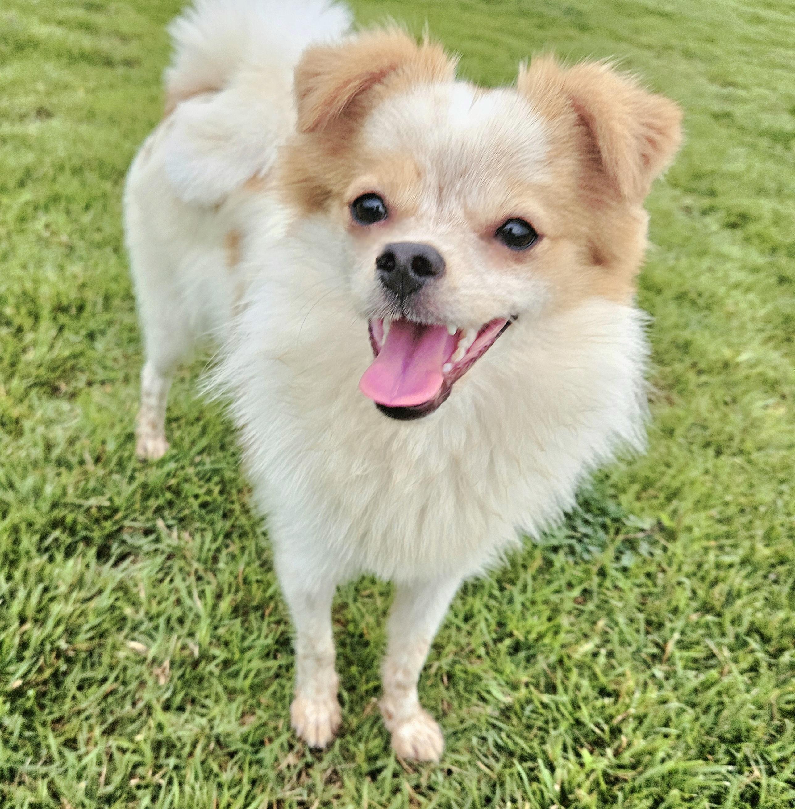 Enlarge Luke, a Adopted mixed breed in Waterloo, ON image 4/6