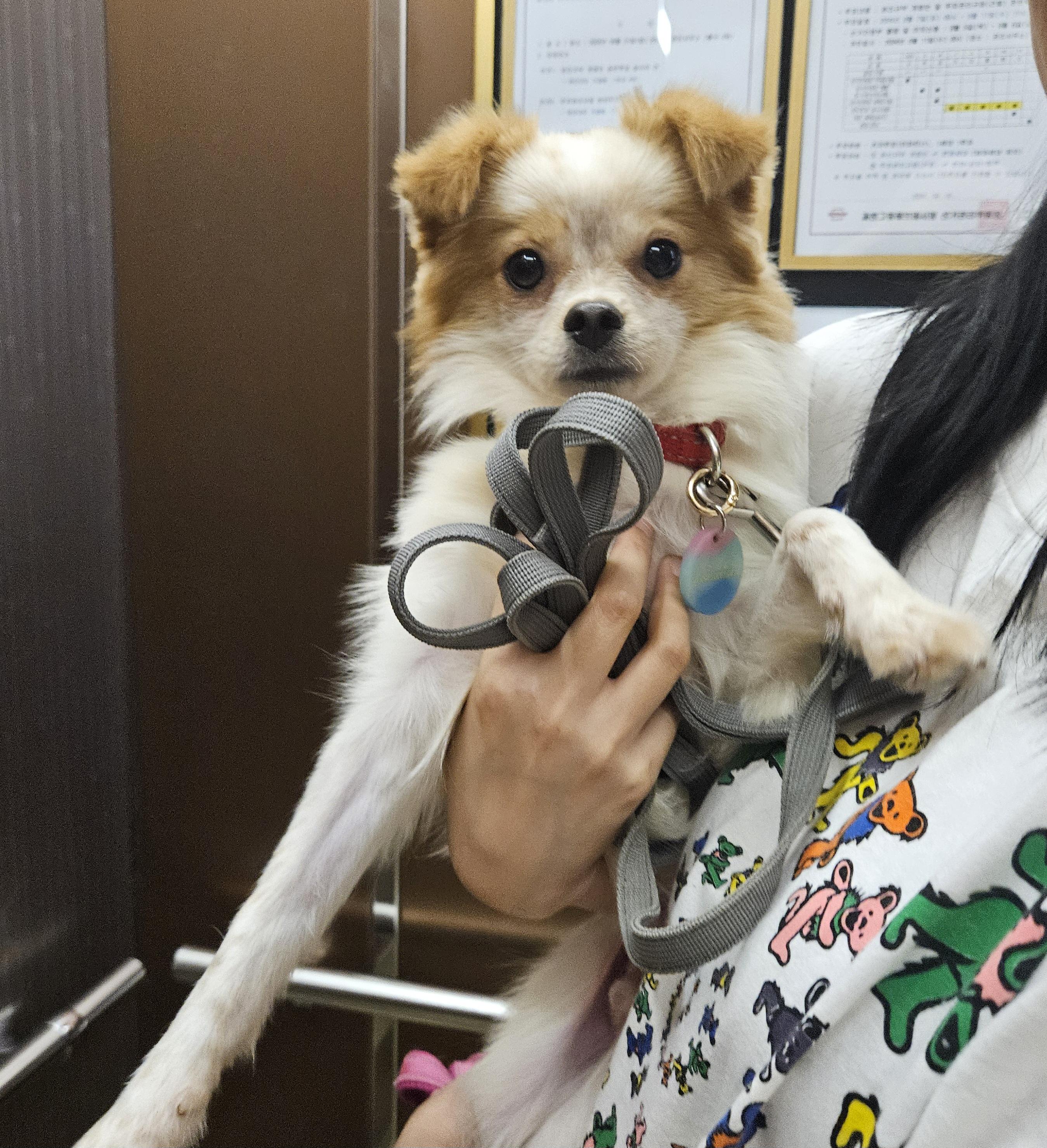 Enlarge Luke, a Adopted mixed breed in Waterloo, ON image 5/6