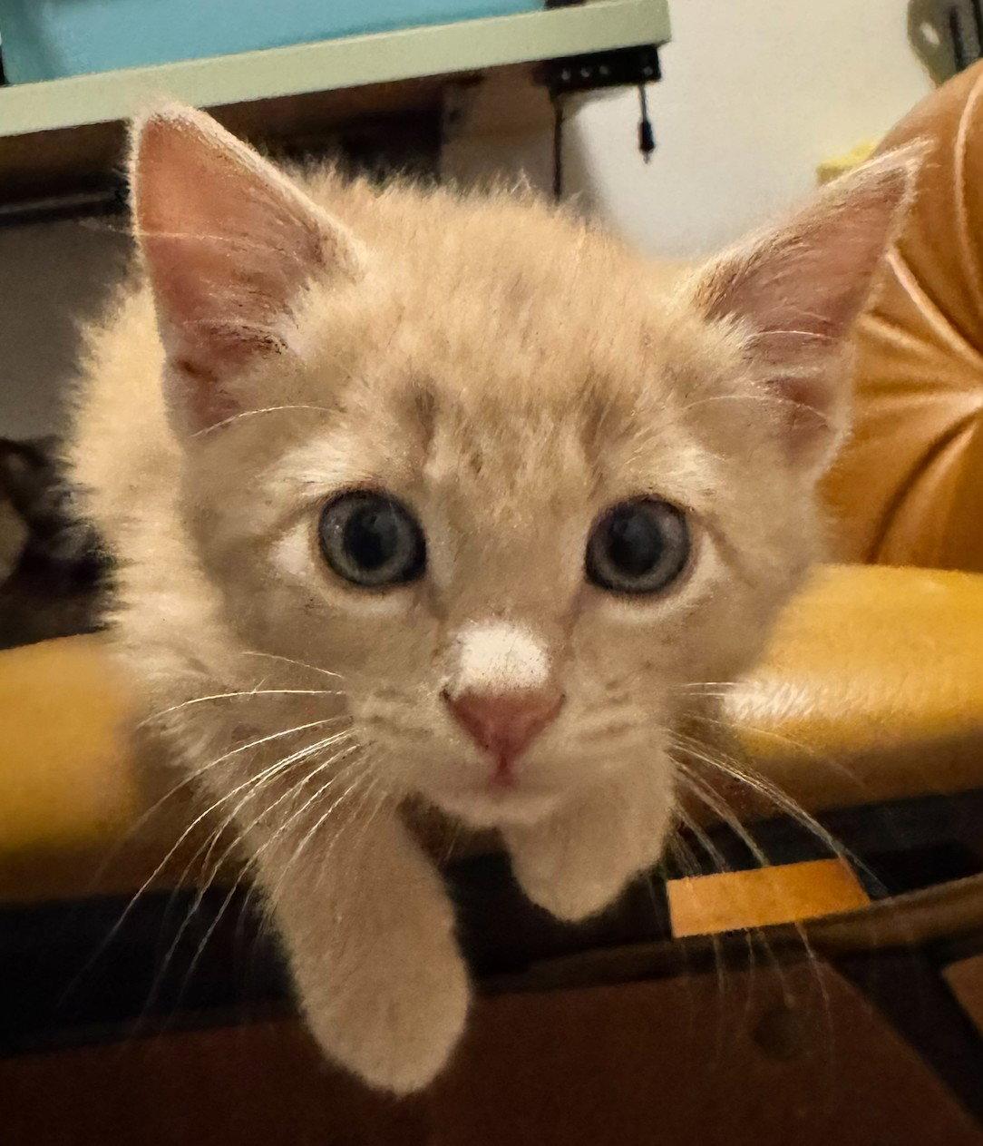 Enlarge Vincent, a Adopted Domestic Short Hair in Shawnee, KS image 2/3