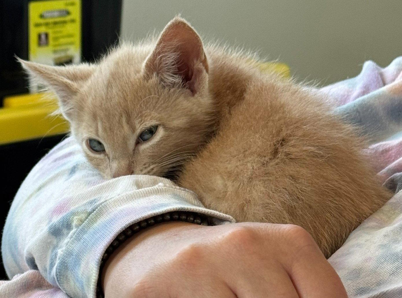 Enlarge Vincent, a Adopted Domestic Short Hair in Shawnee, KS image 3/3