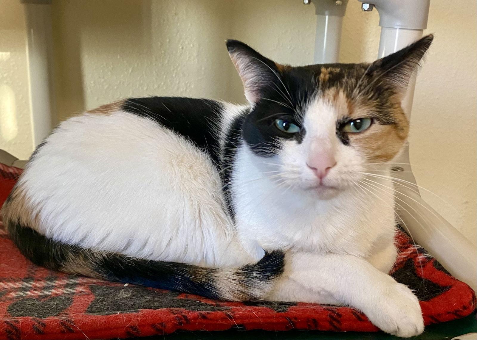 Gussy, Adoptable, Adult Female Domestic Short Hair & Calico.