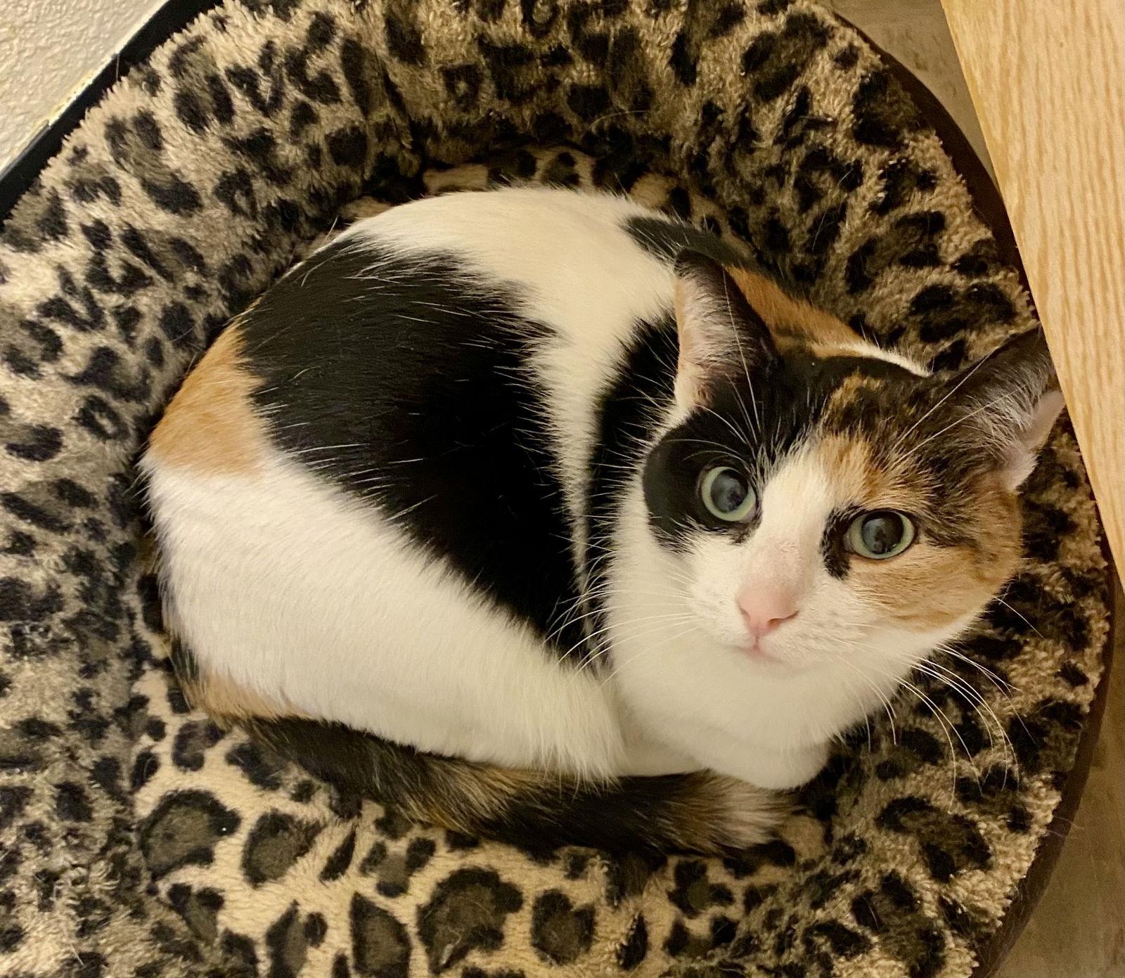 Enlarge Gussy, a Adoptable mixed breed in Fargo, ND image 2/2