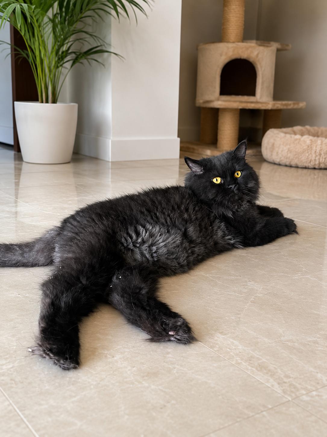 Enlarge Aslan, a ADOPTABLE mixed breed in Newmarket, ON image 5/5