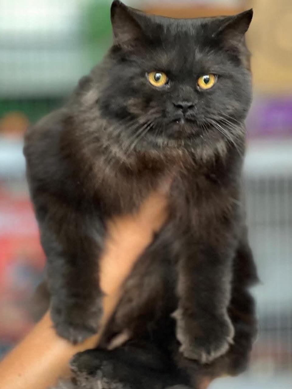 Enlarge Aslan, a ADOPTABLE mixed breed in Newmarket, ON image 2/5