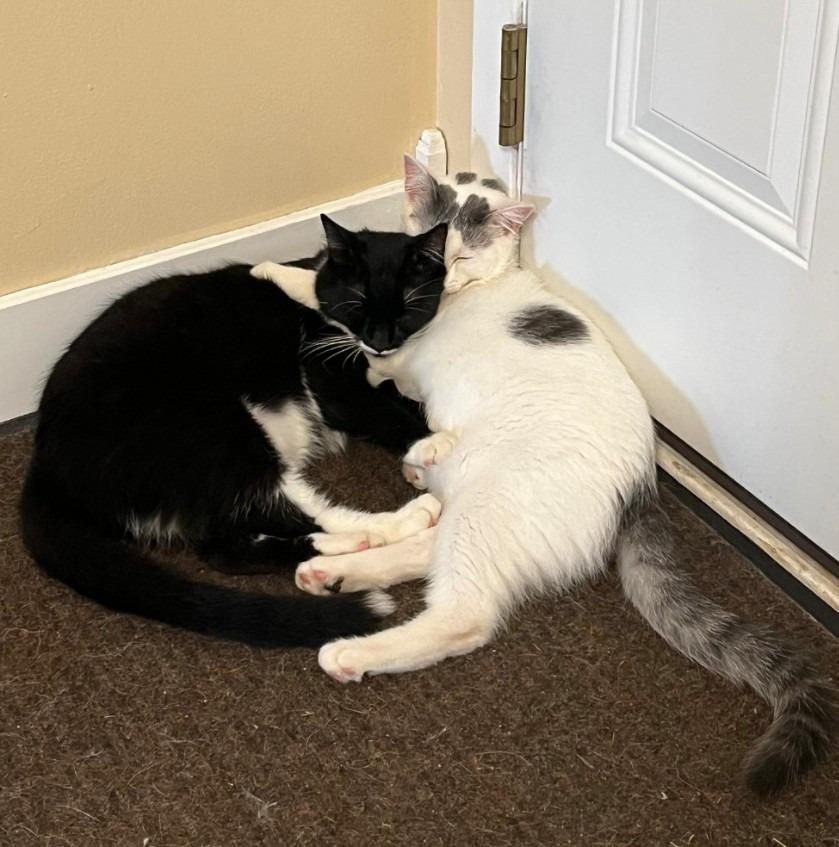 Dipper, Adoptable, Kitten Male Domestic Short Hair.
