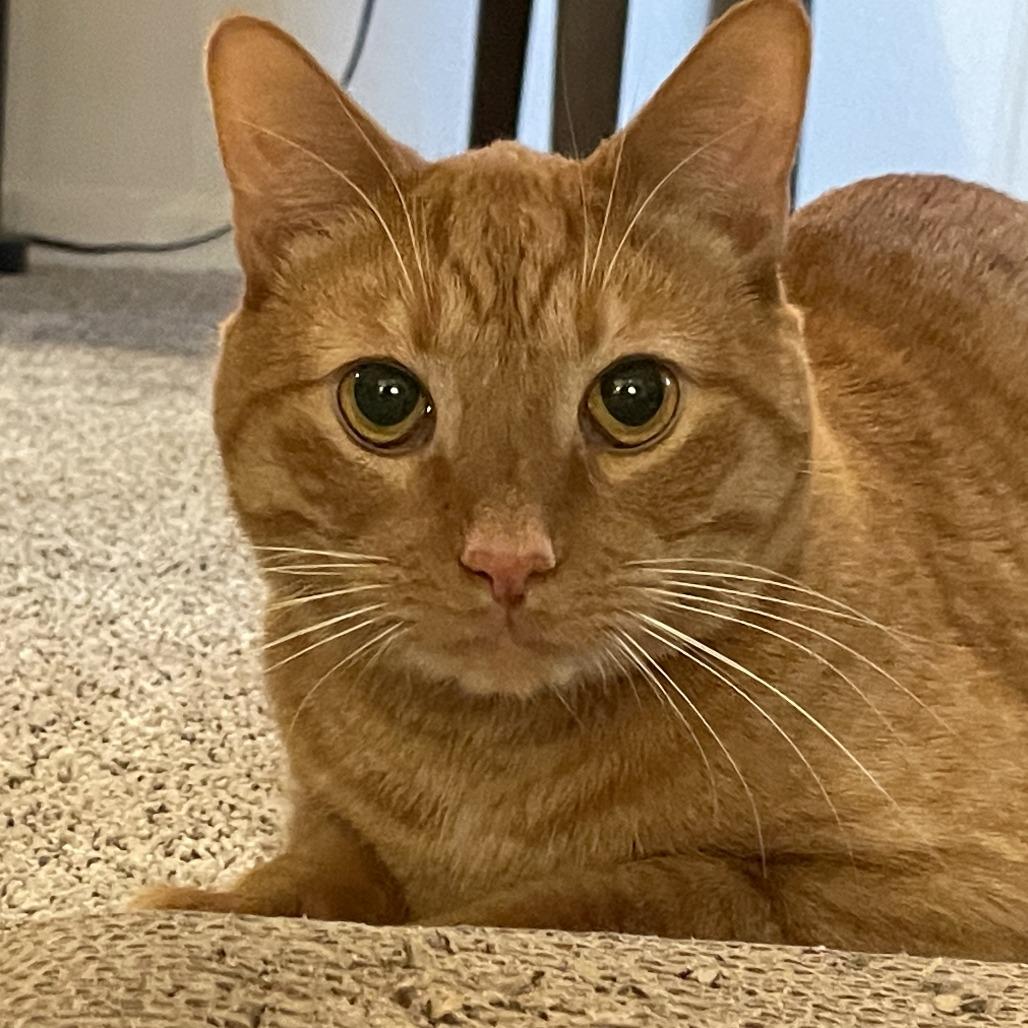 Rain, a Adoptable Domestic Short Hair in Lakewood, CO image 1/6