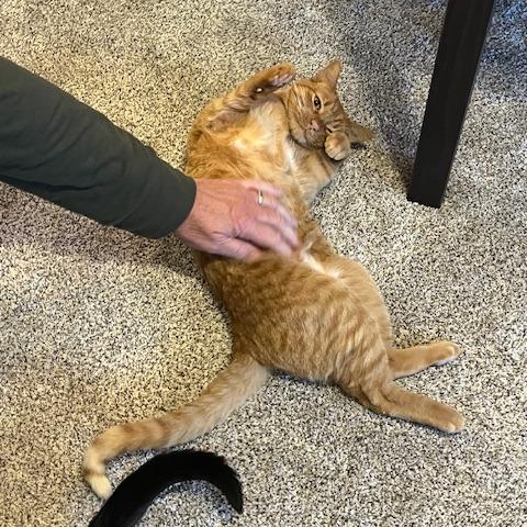 Rain, a Adoptable Domestic Short Hair in Lakewood, CO image 2/6