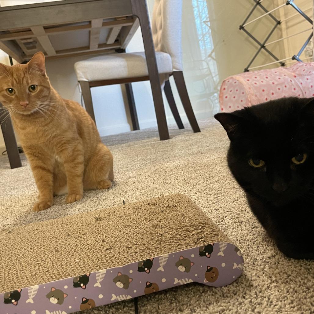 Rain, a Adoptable Domestic Short Hair in Lakewood, CO image 3/6