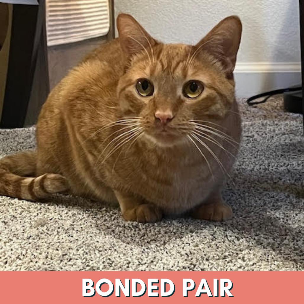 Rain, a Adoptable Domestic Short Hair in Lakewood, CO image 4/6