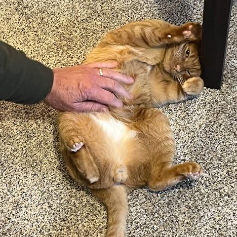 Rain, a Adoptable Domestic Short Hair in Lakewood, CO image 5/6