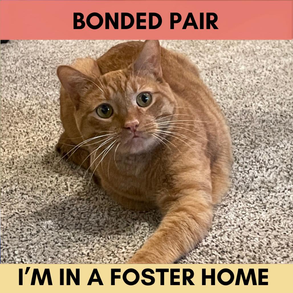 Enlarge Rain, a Adoptable Domestic Short Hair in Lakewood, CO image 6/6