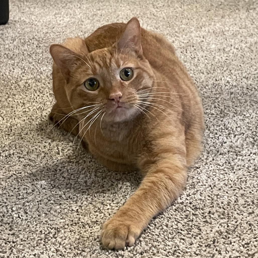 Rain, a Adoptable Domestic Short Hair in Lakewood, CO image 6/6