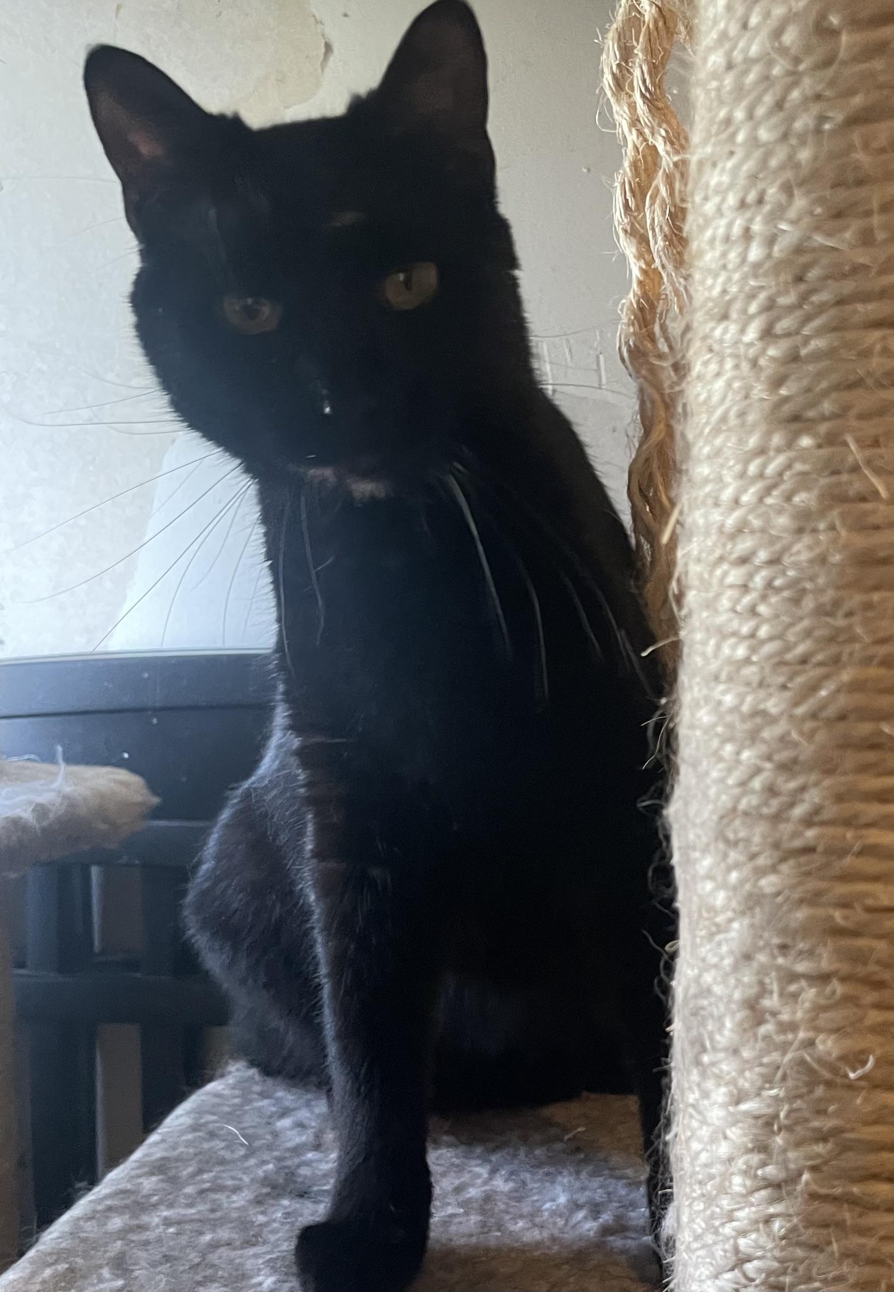 Enlarge Bridgette, a Adoptable Domestic Short Hair in Watonga, OK image 1/1