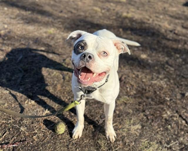 PRINCESS, Adoptable, Adult Female American Bulldog & Mixed Breed.
