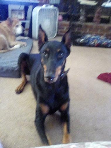 Winnie, Adopted, Adult Female Doberman Pinscher.