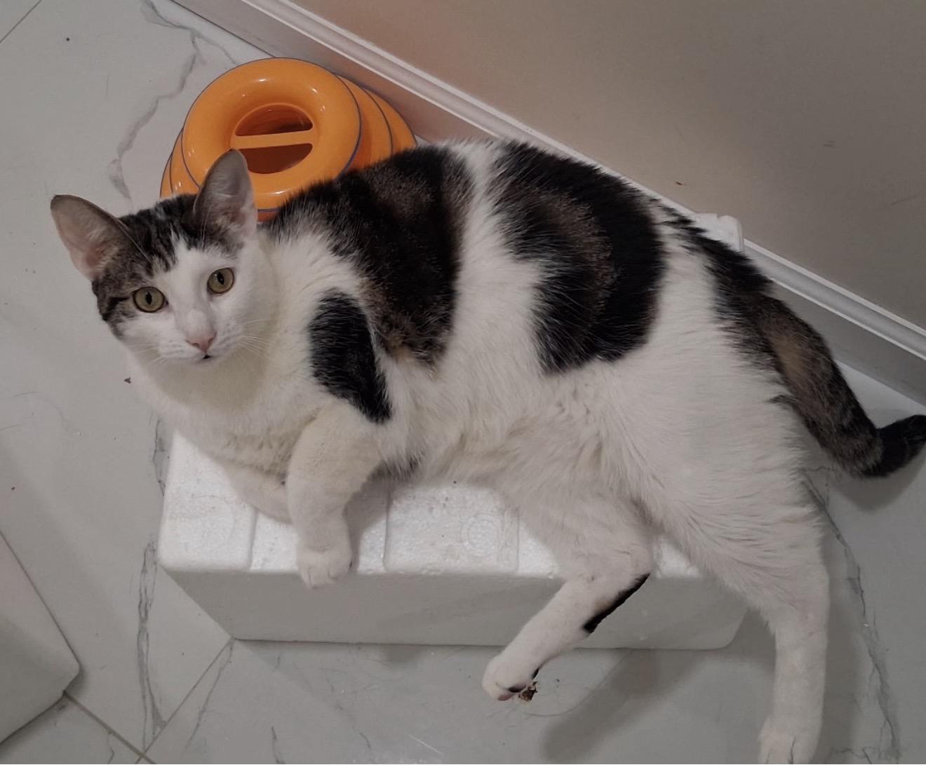 Enlarge Zippy and Dippy, a ADOPTABLE American Shorthair in Brooklyn, NY image 5/6