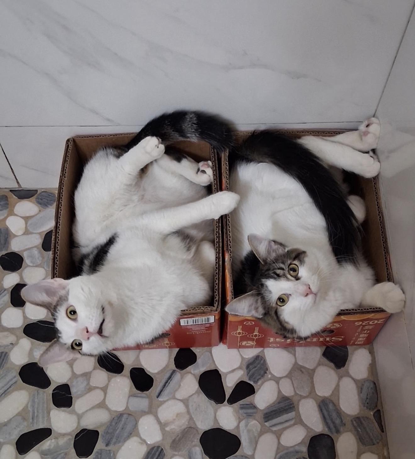 Zippy and Dippy, ADOPTABLE, Young Male American Shorthair.