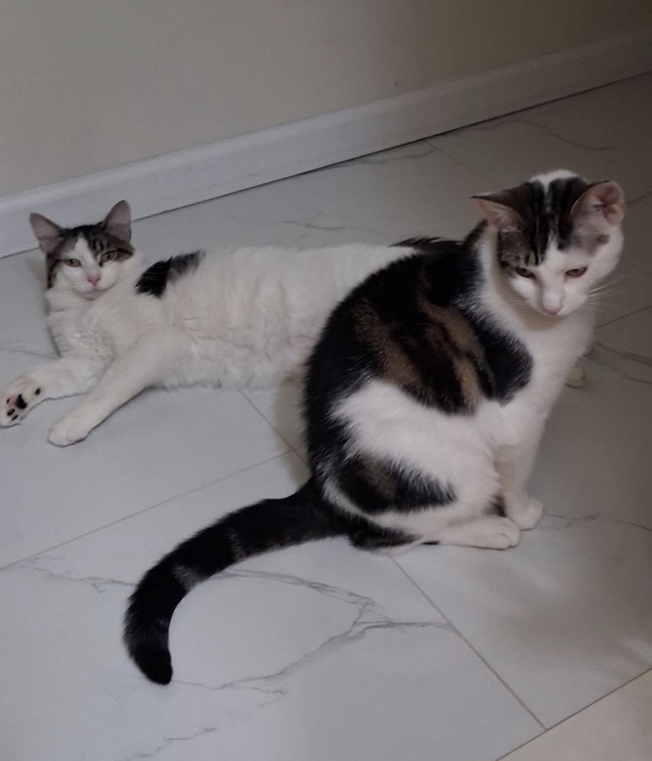 Enlarge Zippy and Dippy, a ADOPTABLE American Shorthair in Brooklyn, NY image 4/6