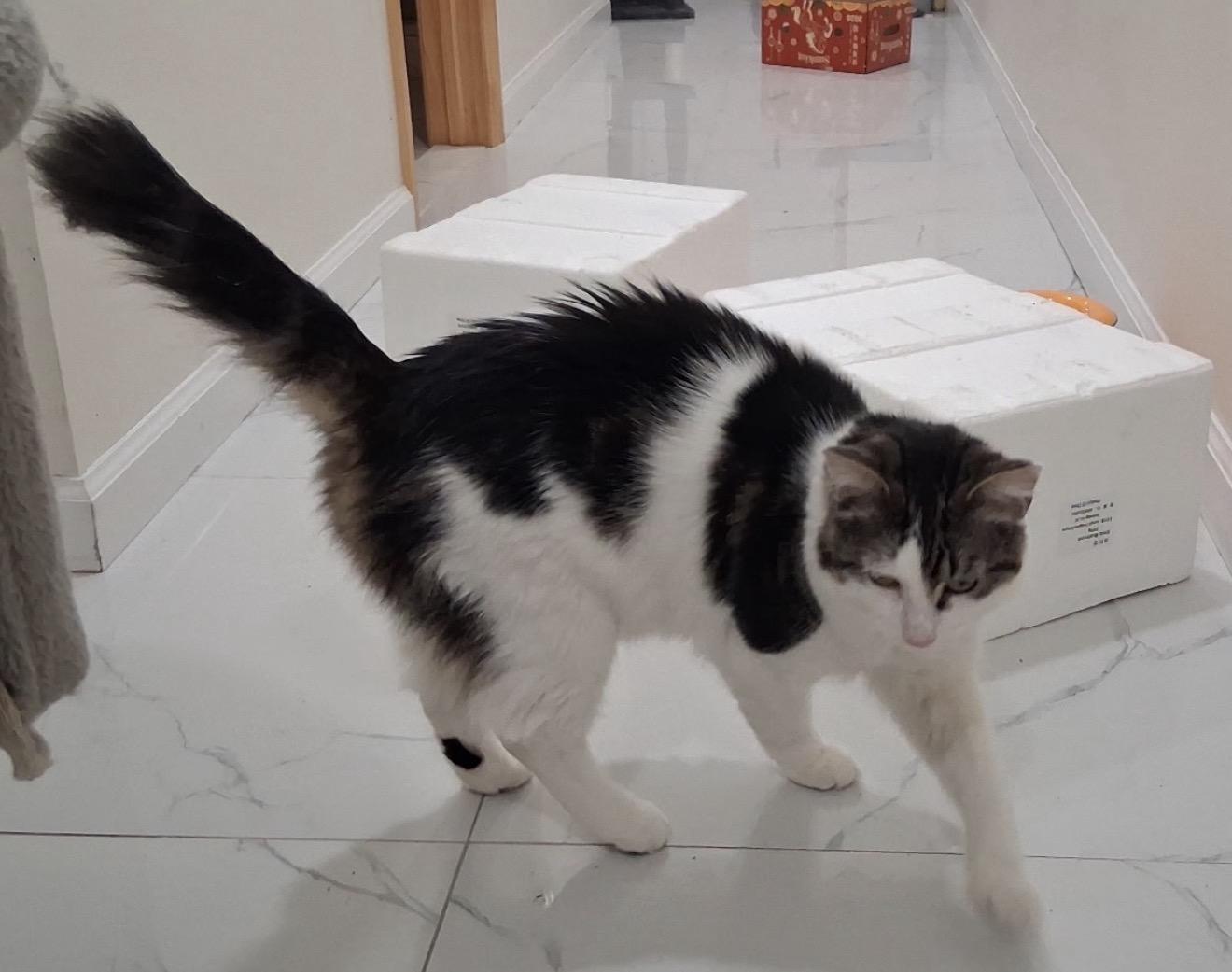 Enlarge Zippy and Dippy, a ADOPTABLE American Shorthair in Brooklyn, NY image 3/6