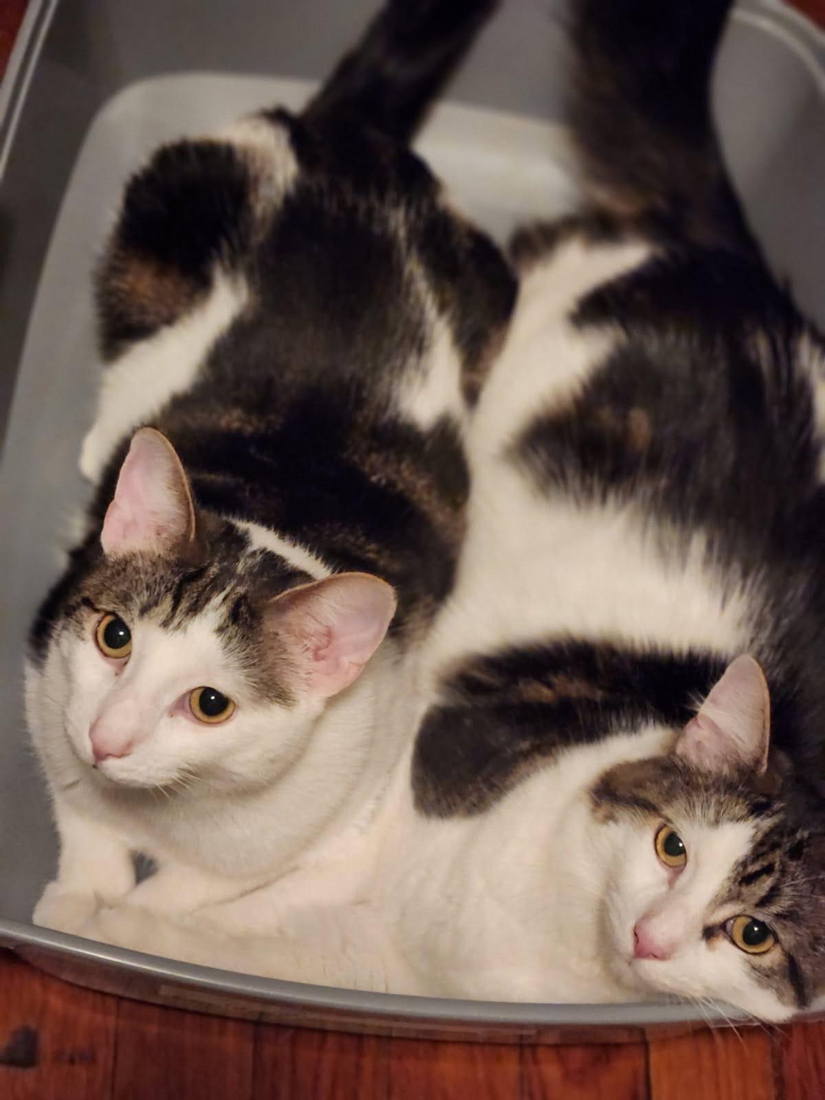 Enlarge Zippy and Dippy, a ADOPTABLE American Shorthair in Brooklyn, NY image 6/6