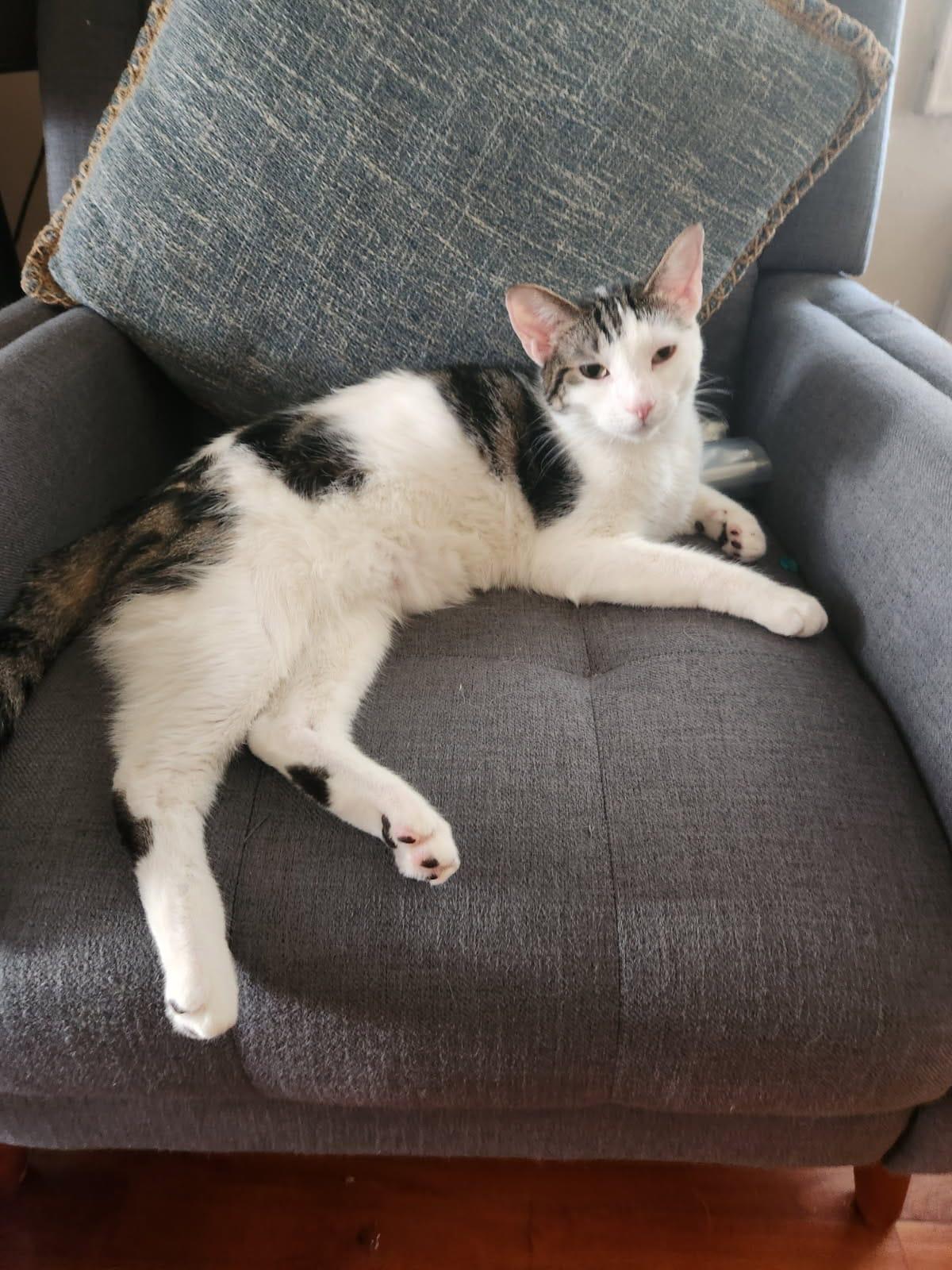 Enlarge Zippy and Dippy, a ADOPTABLE American Shorthair in Brooklyn, NY image 2/6