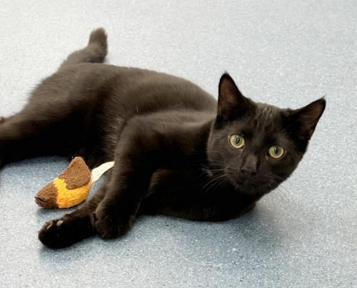 Ashton, a Adoptable Domestic Short Hair in St. Johnsbury, VT image 1/2