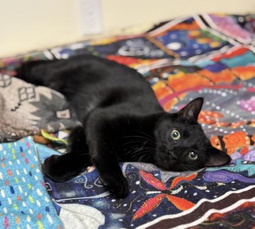 Enlarge Ashton, a Adoptable Domestic Short Hair in St. Johnsbury, VT image 1/3
