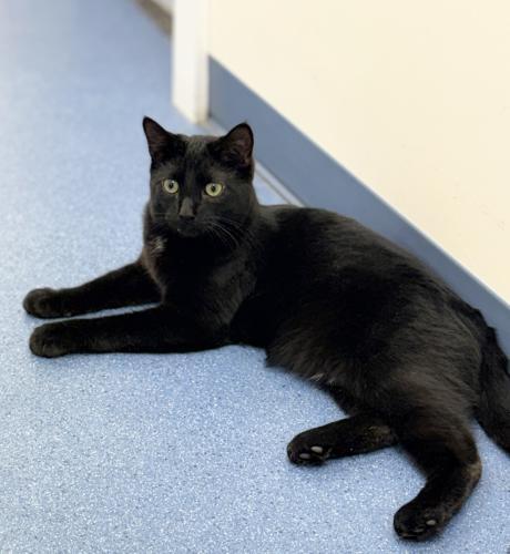 Enlarge Ashton, a Adoptable Domestic Short Hair in St. Johnsbury, VT image 2/3