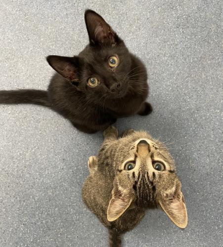 Enlarge Ashton, a Adoptable Domestic Short Hair in St. Johnsbury, VT image 3/3