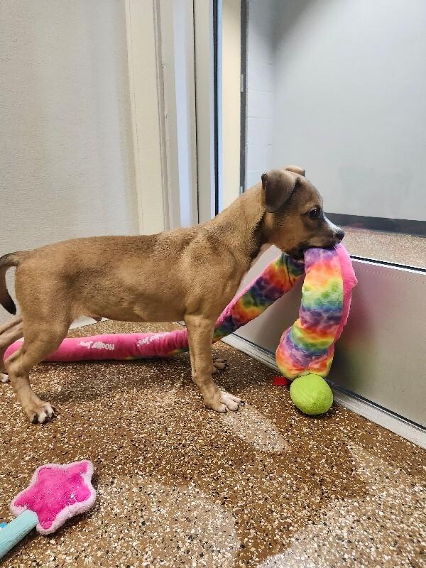 Enlarge Badger, a Adoptable Mixed Breed in Jackson, TN image 2/5