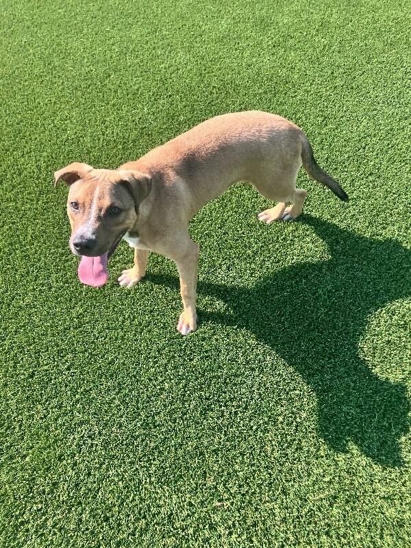 Badger, Adoptable, Young Male Mixed Breed.