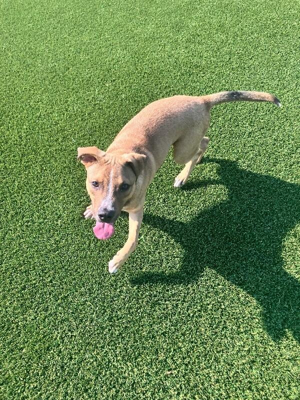Enlarge Badger, a Adoptable Mixed Breed in Jackson, TN image 2/6
