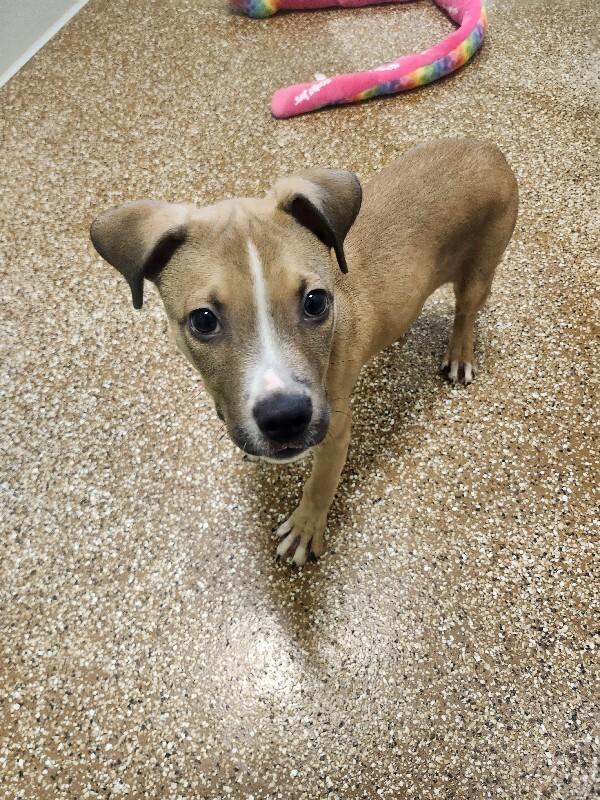 Enlarge Badger, a Adoptable Mixed Breed in Jackson, TN image 3/5