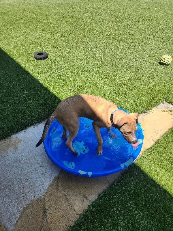 Enlarge Badger, a Adoptable Mixed Breed in Jackson, TN image 4/6