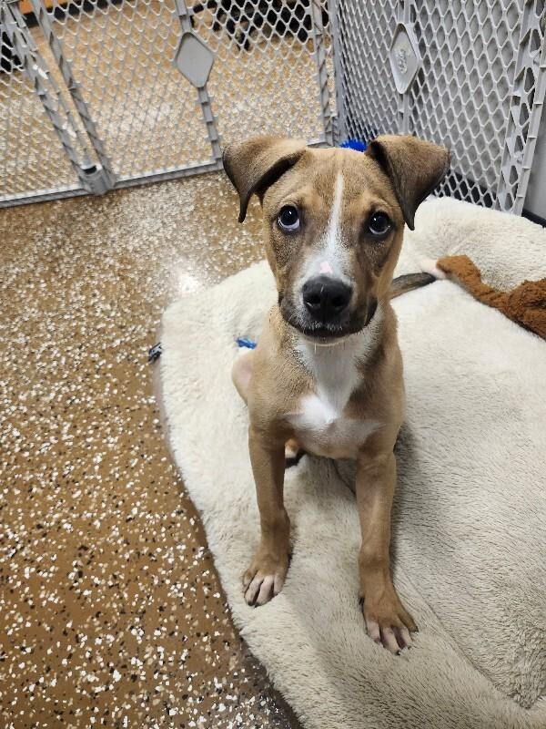 Enlarge Badger, a Adoptable Mixed Breed in Jackson, TN image 3/6