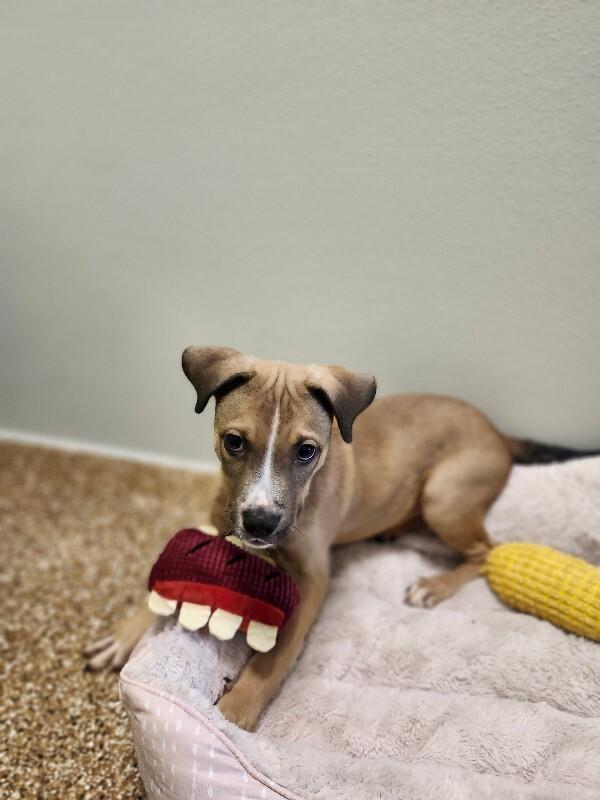 Enlarge Badger, a Adoptable Mixed Breed in Jackson, TN image 4/5