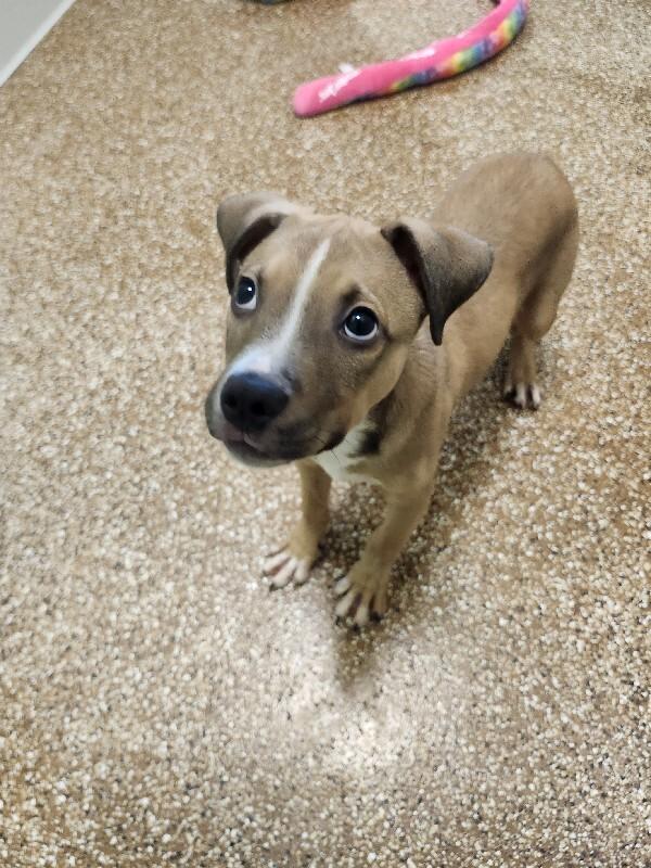 Enlarge Badger, a Adoptable Mixed Breed in Jackson, TN image 5/5